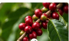 Café orgánico de FDO Organic